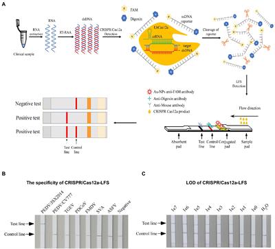 Clustered Regularly Interspaced Short Palindromic Repeat/Cas12a Mediated Multiplexable and Portable Detection Platform for GII Genotype Porcine Epidemic Diarrhoea Virus Rapid Diagnosis